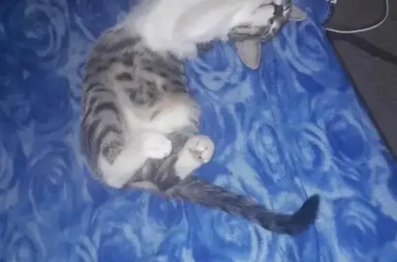 Пропал кот Кузя в Новороссийске, черно-белый окрас
