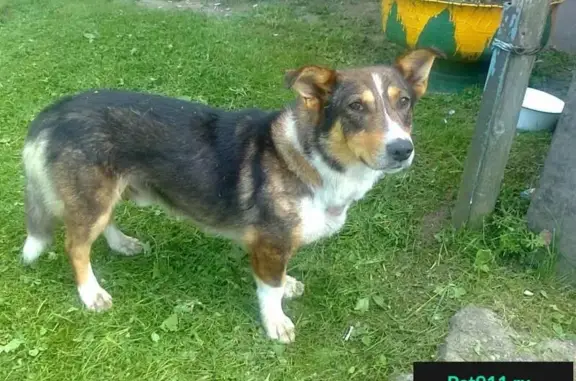 Найдена собака в деревне Фронино, Опочецкий район, Псковская область