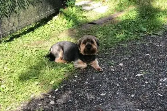 Пропала собака на улице Здоровье, 3, требуется помощь!