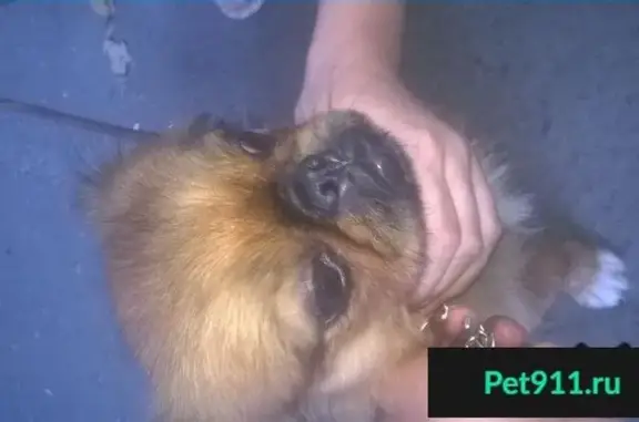 Пропала собака на ЗЖМ, найден пекине (Ростов-на-Дону)