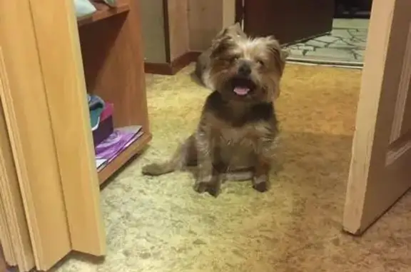 Собаки потеряшки, Мордвесское, фото: Потеряшка собака Масик, йоркширский терьер, в районе Кончинки, Тульская область