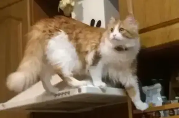 Кошки потеряшки, Ярославль, фото: Потеряшка кот Рыжий на ул. Чкалова, Ярославль