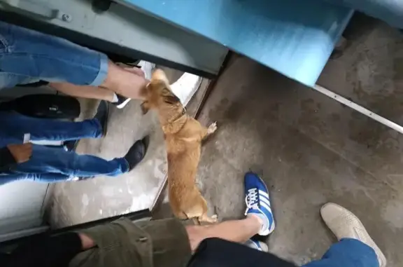 Найден потерявшийся пёс на платформе Березки-Дачные