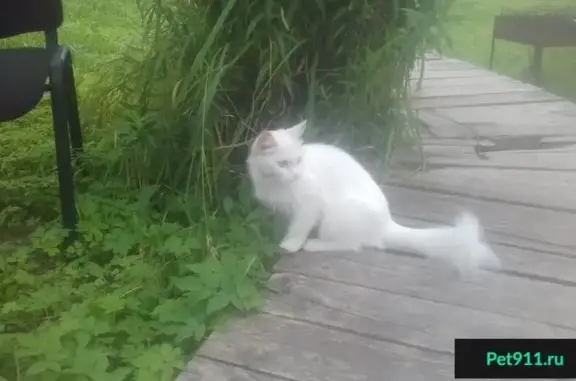 Найдена белая кошка в деревне Бородино