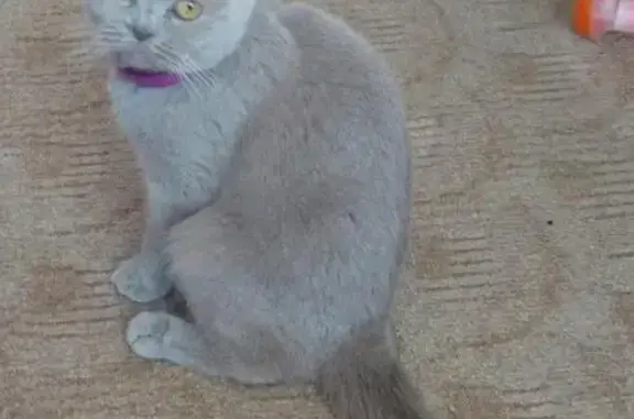 Найдена кошка на ул. Магнитогорская, Н.Новгород