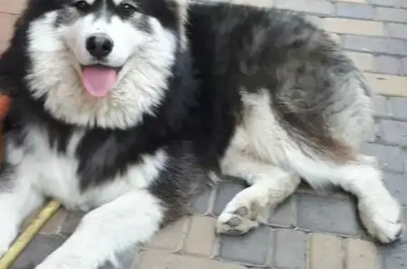 Пропала собака Бим на улице Ленина, Симферополь