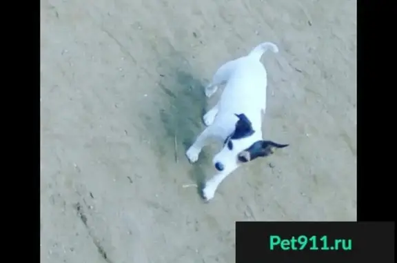 Пропала собака Шери на Кубинке, вознаграждение на Луцинском шоссе
