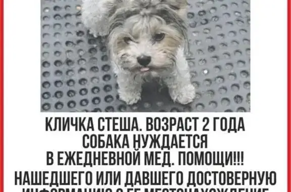 Пропала собака в Москве, вознаграждение 30 000 рублей.