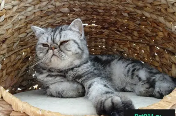 Кошки потеряшки, Шайма, фото: Потеряшка кошка в Череповецком районе, Вологодская область