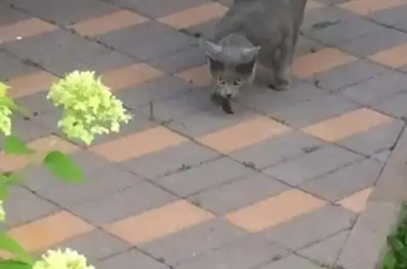 Пропала кошка Ева в Малиновка-Парк, Первомайское