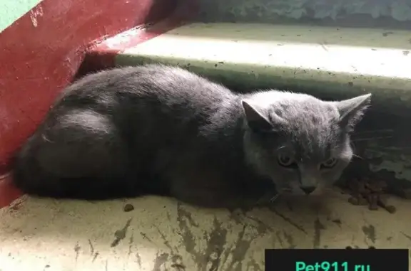 Пропала кошка, найден серый кот на Михалковской 5.