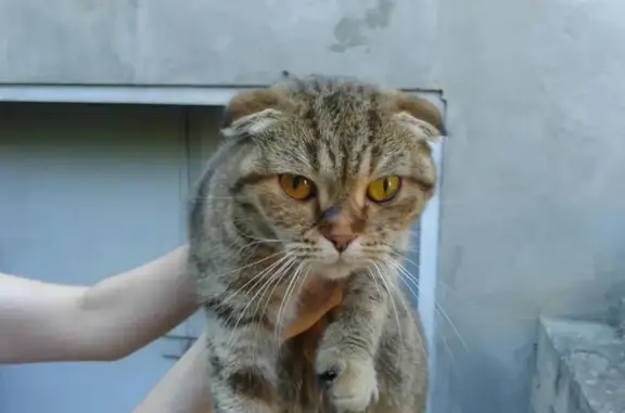 Кошка найдена в Пятигорске