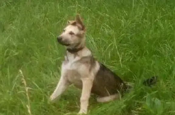 Пропала собака в Солнечногорском районе, посёлок Жуково.