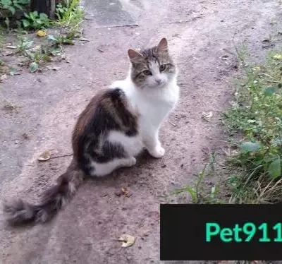 Найден домашний кот на 185 км Киевского шоссе