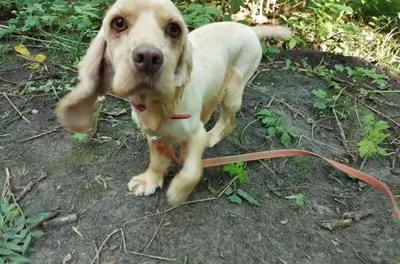 Пропала собака в Холодных Родниках, Ставрополь