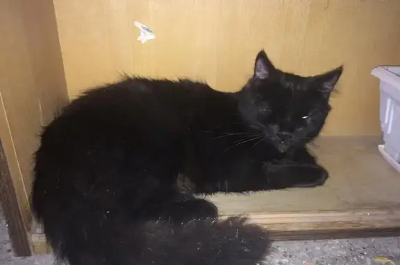 Найден чёрный кот возле дома на Кантемировской 17