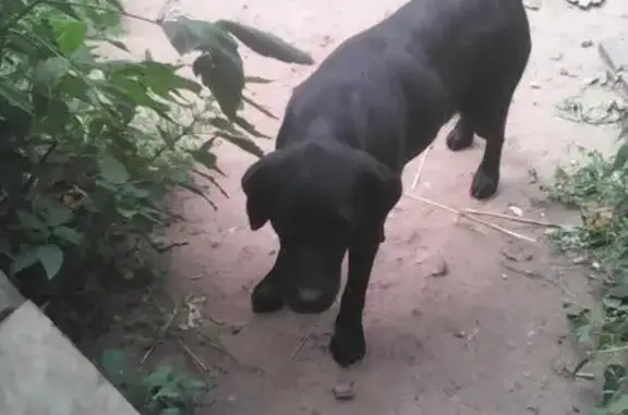 Пропала чёрная собака в Шуе, Ивановская область