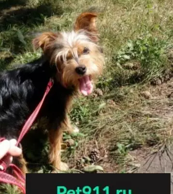 Найдена девочка-собака в Мысках, возможна доставка в Новокузнецк