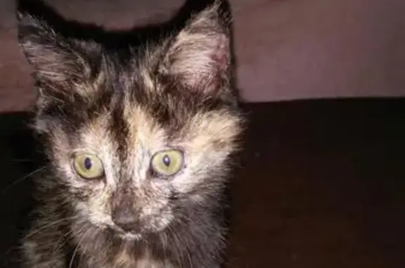 Найдена кошка в Чите, ищем хозяина