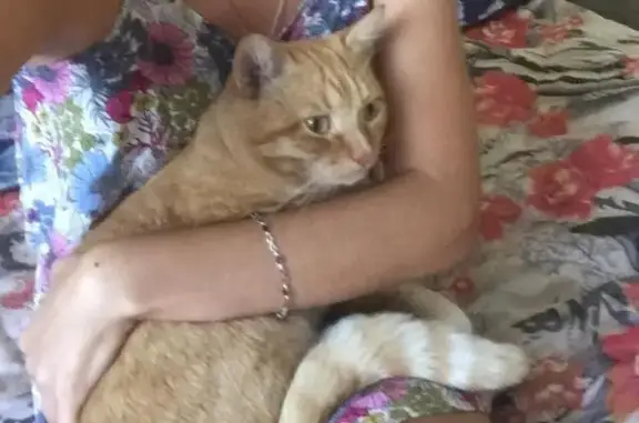 Кошки потеряшки, Бунгур, фото: Потеряшка кот Матвей на даче в Бунгуре