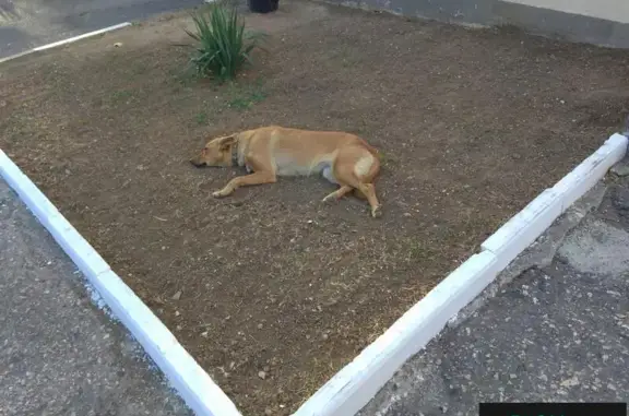 Найдена собака ПОТЕРЯШКА в Керчи!