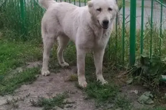 Пропала собака породы Алабай, вознаграждение 50.000 рублей!