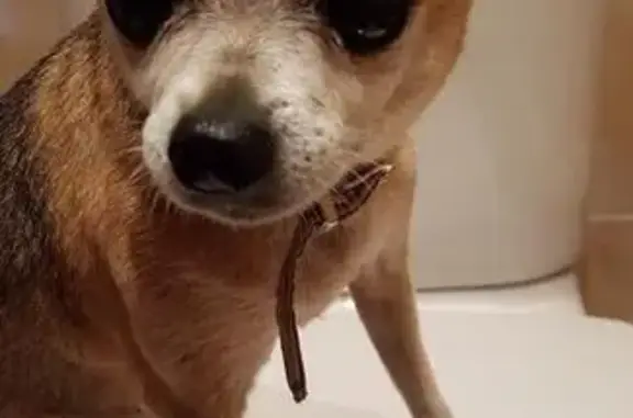 Найдена собака в Карабихе без клейма