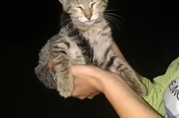 Найден котенок на Камышинской 20, ищет дом