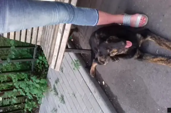 Найдена собака на Валовой улице