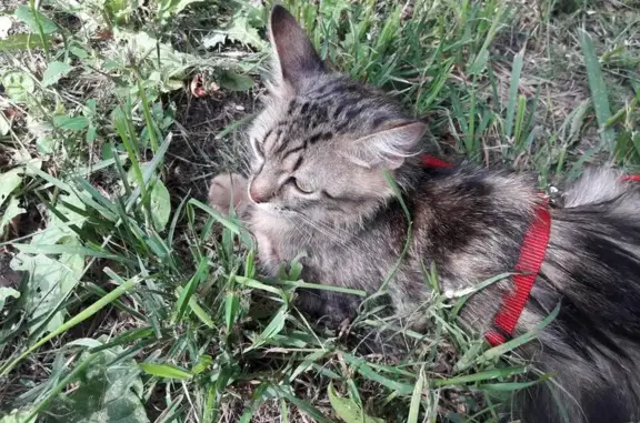 Пропала кошка Васька, ул. 5-ая Парковая, дом №42, Москва