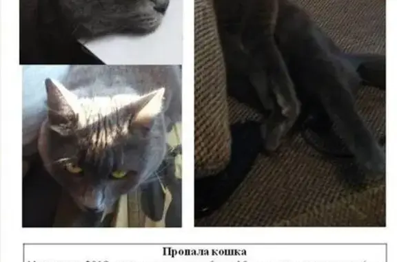 Пропала больная кошка в Дзержинске