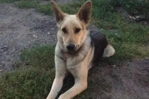 Найдена собака на проспекте Ленина, имя Найда