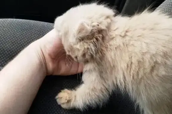 Найдена кошка в поселке Ждановский, Челябинская область