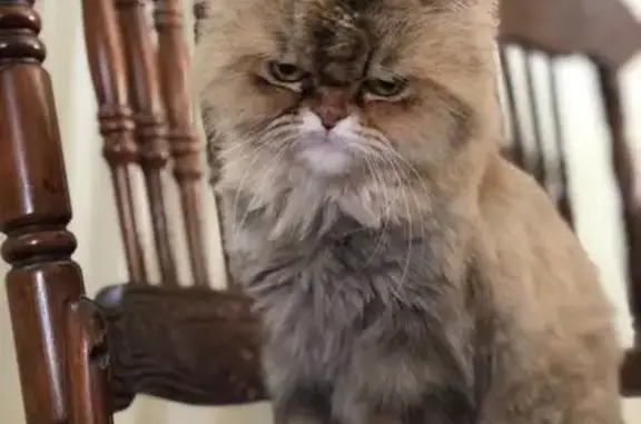 Кошки потеряшки, Тольятти, фото: Потеряшка кошка на ул. Мичурина, Тольятти