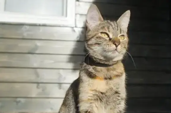 Кошки потеряшки, Дзержинское, фото: Потеряшка кошка в ДНП 
