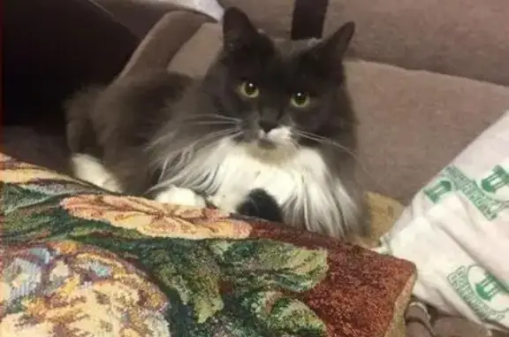 Кошки потеряшки, Измалково, фото: Потеряшка кошка в Измалково, д 36, отзывается на имя Багира