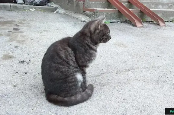 Найдена кошка на улице Лежена в Новосибирске