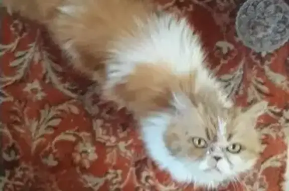 Пропала и найдена бело-рыжая персидская кошка на Новожилова