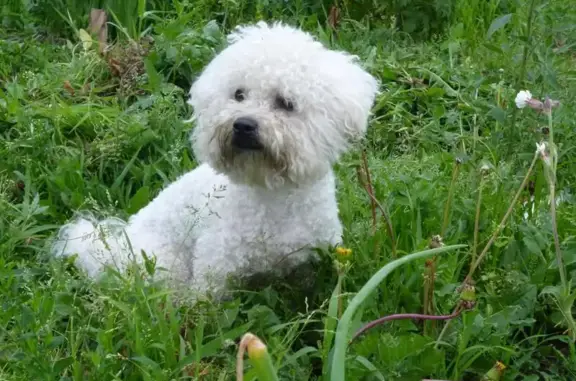 Пропала собака в Садовом Товариществе Агро