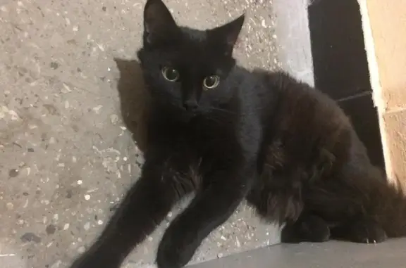 Найден чёрный котик на Кантемировской ул., д.17 к1