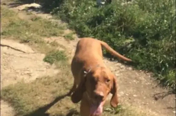 Пропала собака в Дмитровском районе