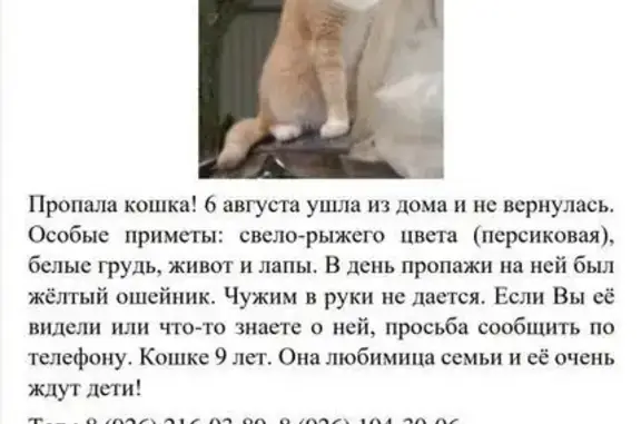 Пропала кошка Мася в Бронницах, МО