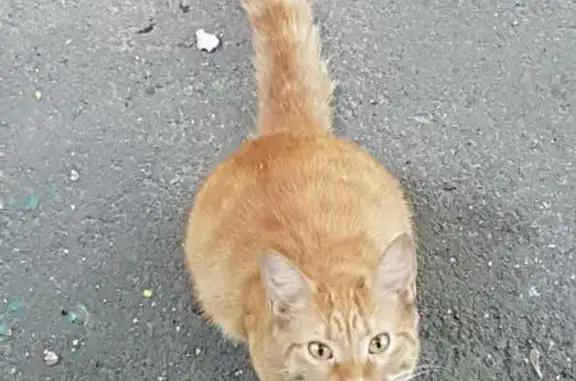 Найден ласковый котик на Онежской, 35к4 (37 символов)
