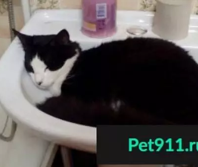 Потерянные животные Владивосток, фото: Пропал кот на ул. Шошина, дома 9-25а, Владивосток