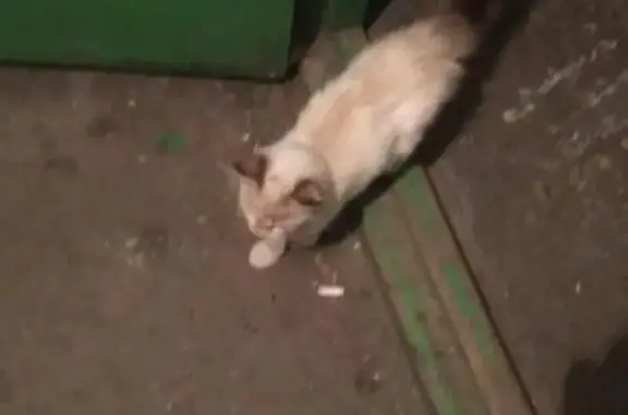Найден белый котенок в Брянске на ул. Молодой Гвардии, 88