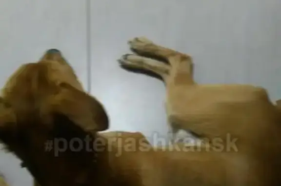 Собака найдена в Новосибирске на улице Мясниковой