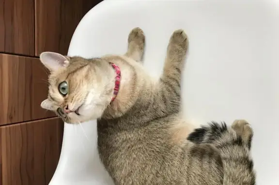 Кошки потеряшки, Петушинское, фото: Потеряшка кошка в СНТ Мелиоратор, адрес для поиска