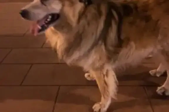 Найдена собака в Сабурово, Москва