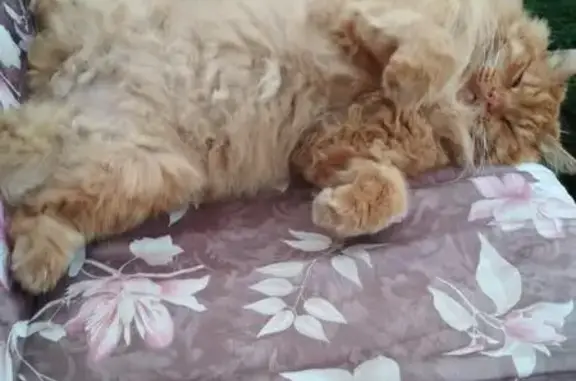 Найден рыжий кот без кончика хвоста в Подольске