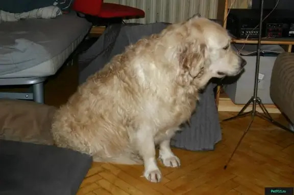 Пропала собака с шрамом на животе и клеймом на ухе: Москва, Вучетича 11к2